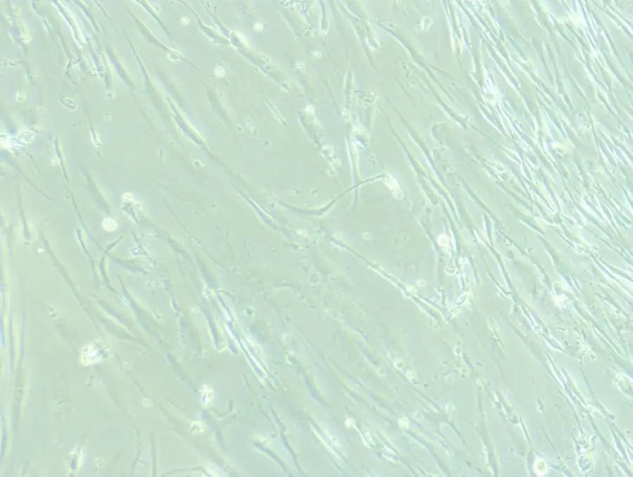 顯微鏡下的神經干細胞。