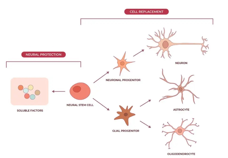 神經干細胞可分化為神經元、星形膠質細胞和少突膠質細胞，在恢復神經系統疾病的認知功能方面取得重大進展