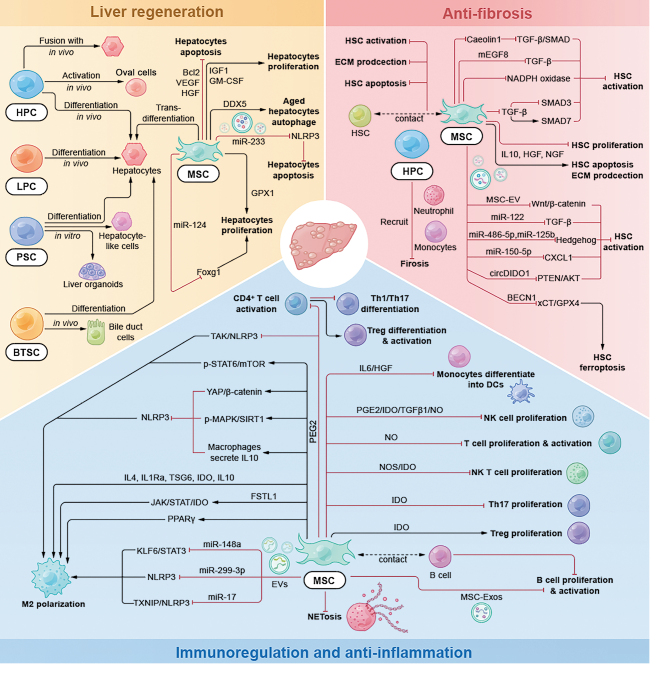 圖2：細胞治療肝病的潛在機制
