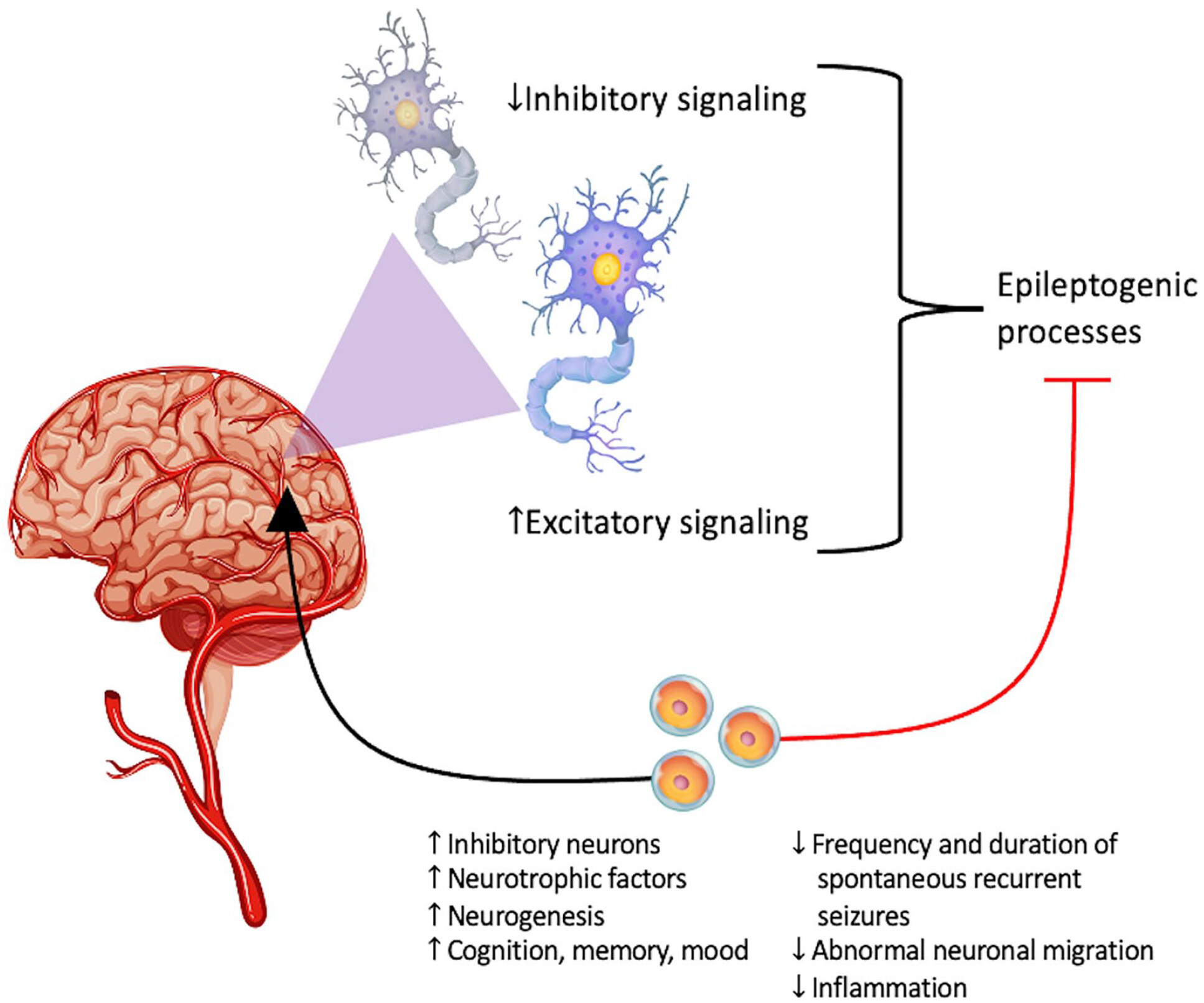 圖1：癲癇的主要潛在病理生理學：神經層面的異常興奮和抑制信號。