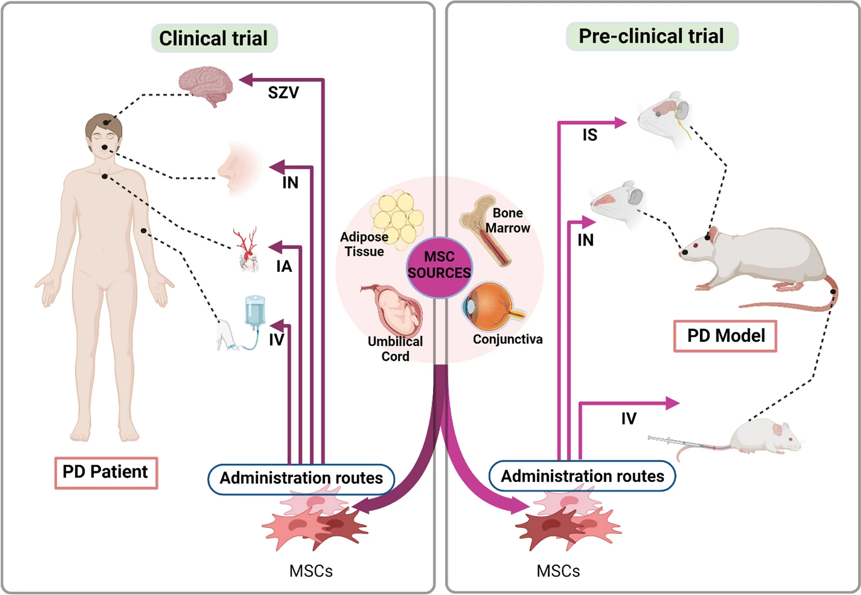 圖2：間充質干細胞 (MSC) 治療帕金森病 (PD) 的臨床前和臨床研究。