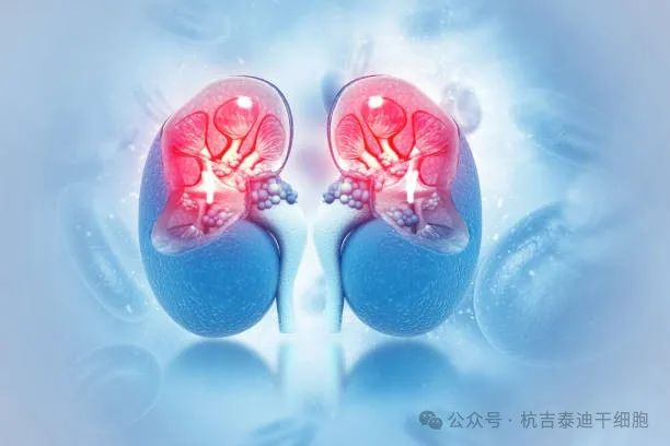 干細(xì)胞治療腎臟疾病：未來腎臟健康的先進(jìn)解決方案