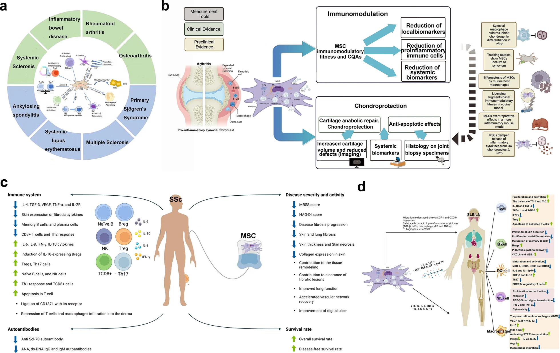 圖18：間充質干細胞治療不同疾病的機制（a：自身免疫性疾病和風濕性免疫疾病；b：炎性關節炎；c：Ssc；SLE和LN）