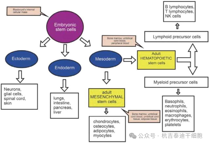 圖3：該圖描繪了胚胎干細胞的多能性和成體干細胞的多能性。