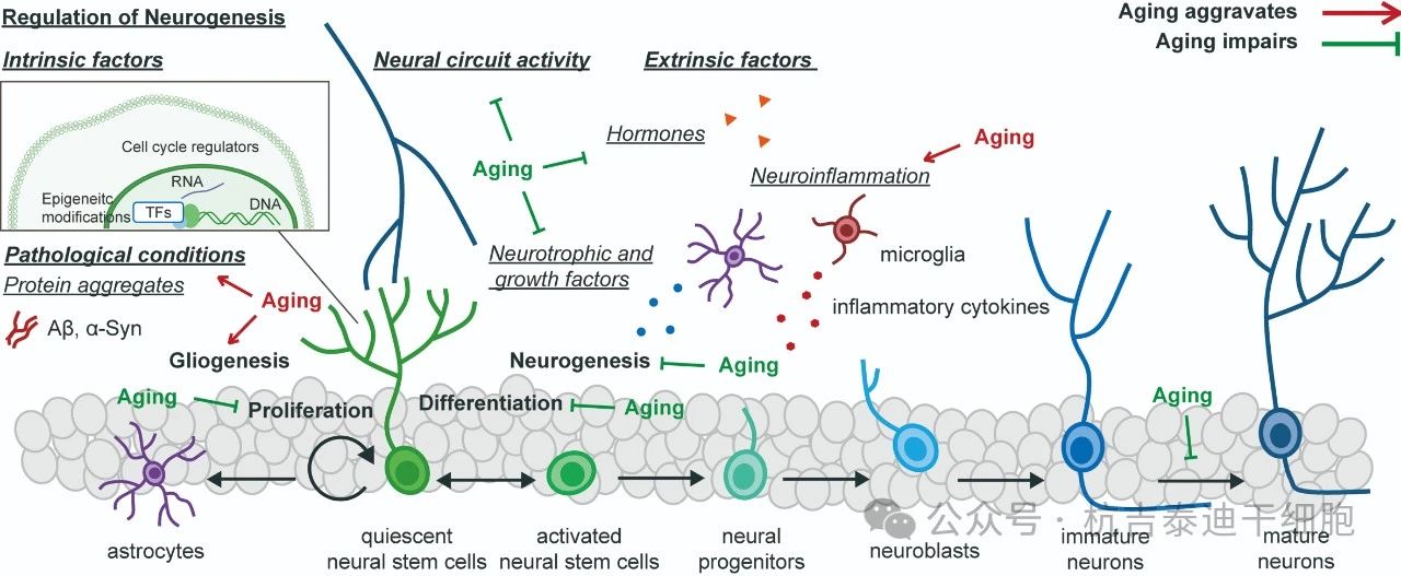 圖1：健康衰老過程中神經發生和神經干細胞變化的調節。