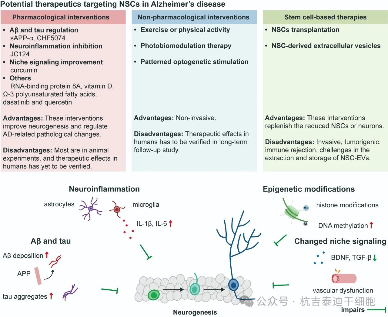 圖2：針對阿爾茨海默病中神經干細胞的潛在療法。