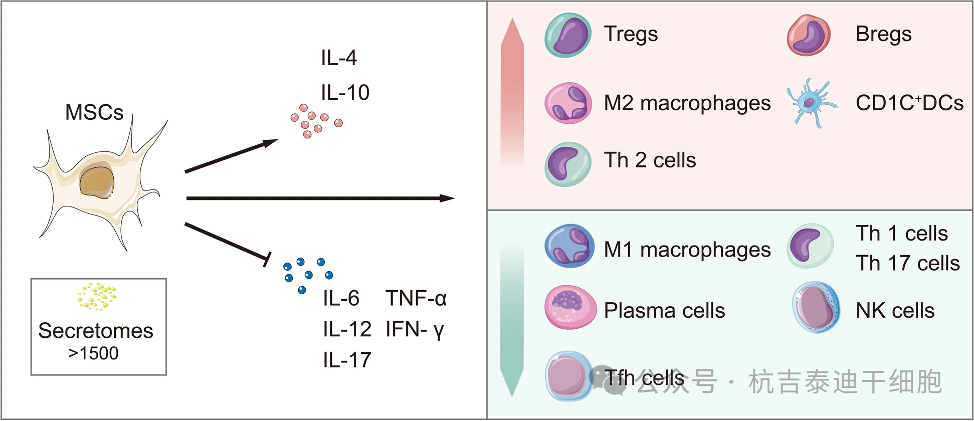 圖3：間充質干細胞通過其免疫調節機制來治療慢性腎病。