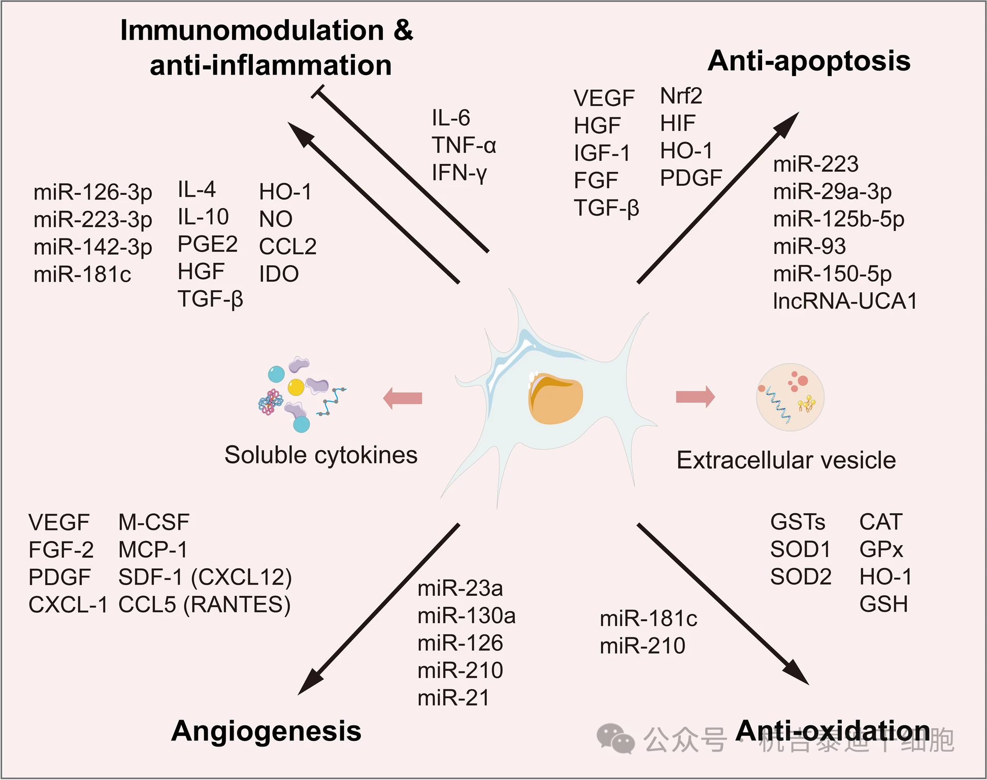 圖2：MSCs分泌體中的常見因子。
