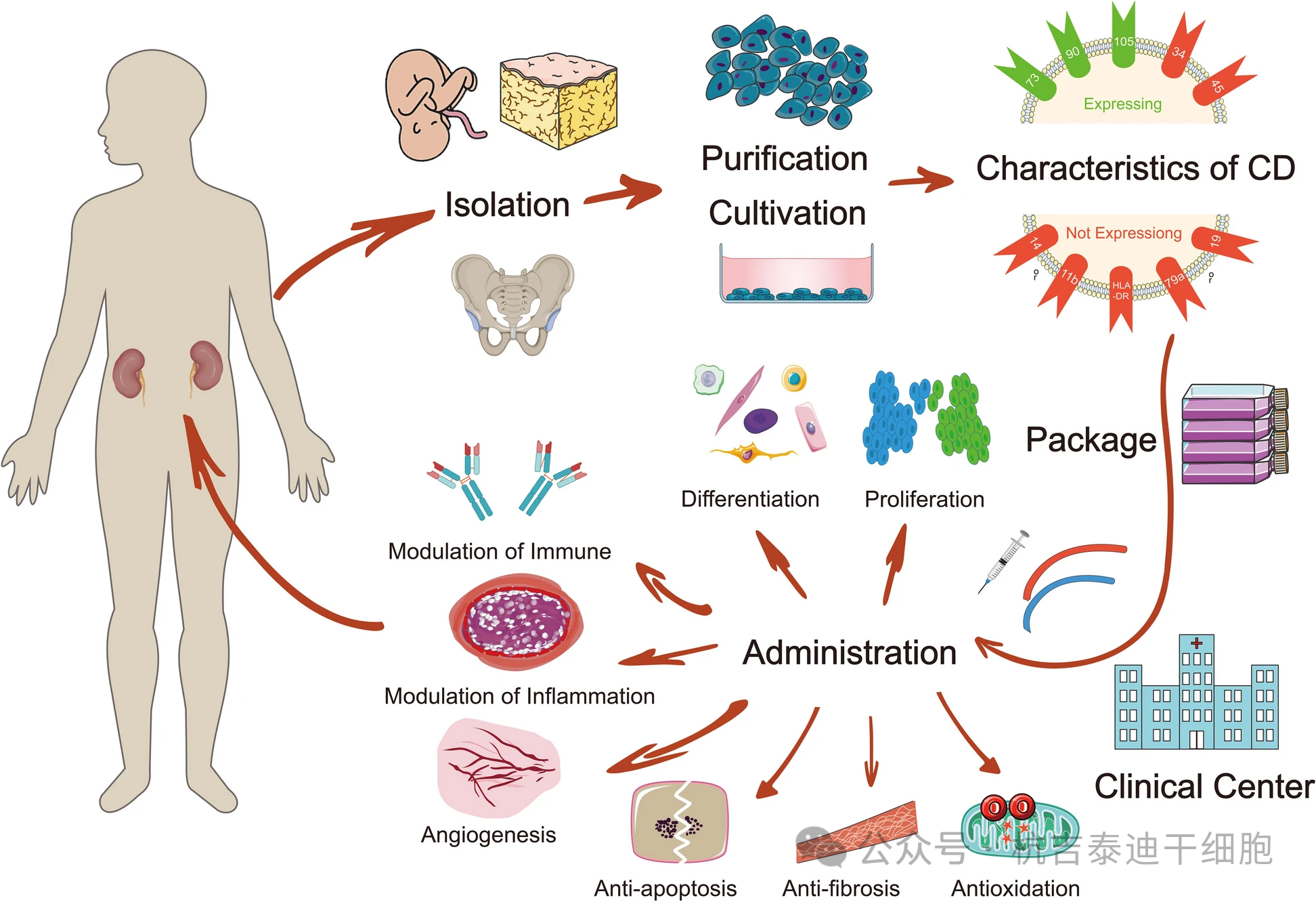 圖1：間充質干細胞治療慢性腎臟病的間充質干細胞的分離、培養、特性、臨床給藥及治療機制