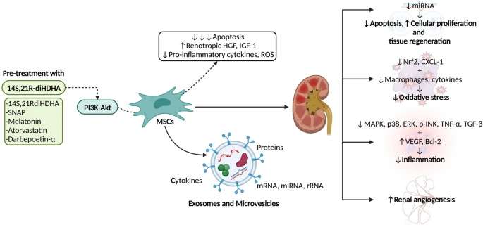 圖2：間充質干細胞 (MSC) 療法在腎病中的應用及其對細胞凋亡、組織再生、氧化應激、炎癥和血管生成的影響。使用多種藥物進行預處理可以增強MSC療法的效果。?