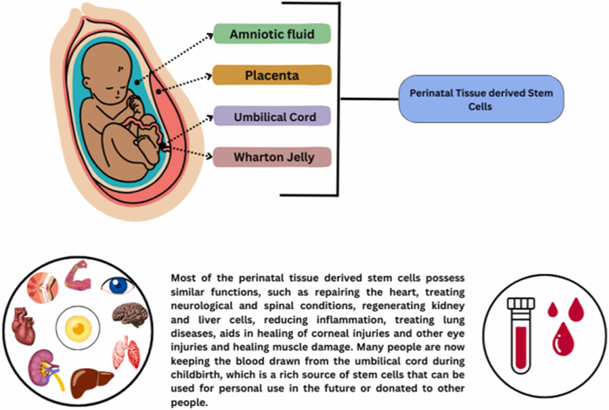 圖3：圍產(chǎn)期干細胞的分類。