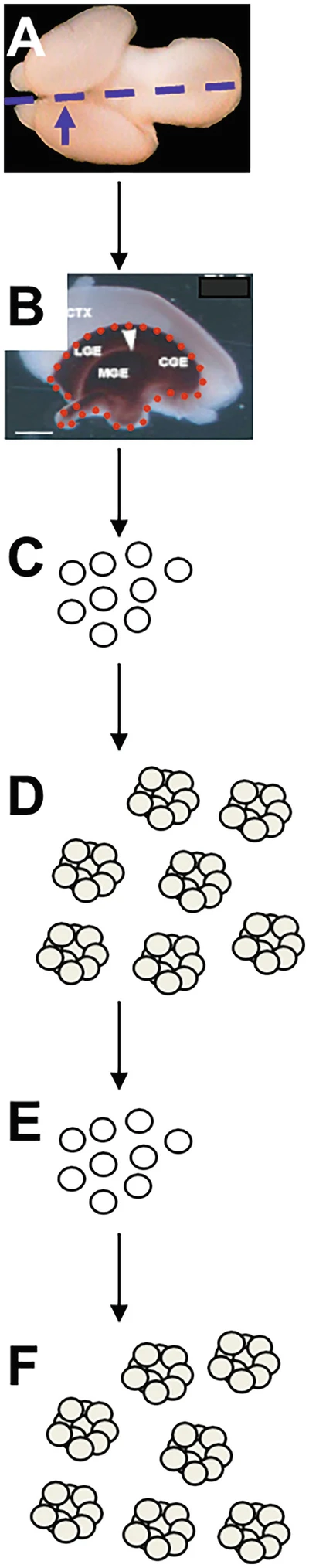 圖1：從胚胎第 14.5 天 (E14.5) 小鼠腦中提取NSPC。