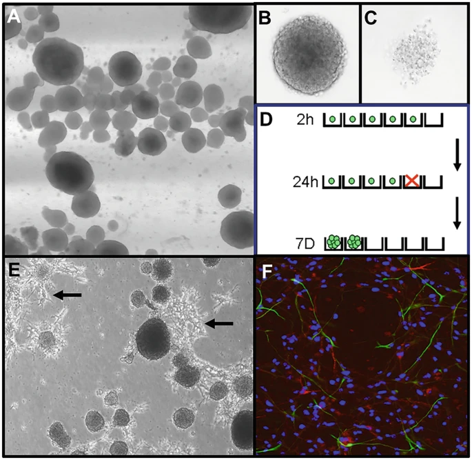 圖2：神經(jīng)球培養(yǎng)技術(shù)。