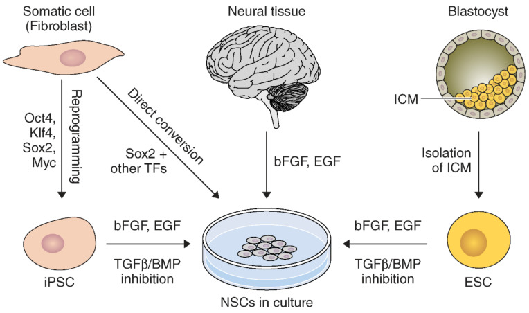 圖1：通過多種方法和來源獲得NSC的示意圖。