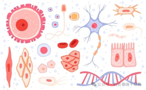 什么是成體干細胞？它們在再生醫(yī)學(xué)中的作用