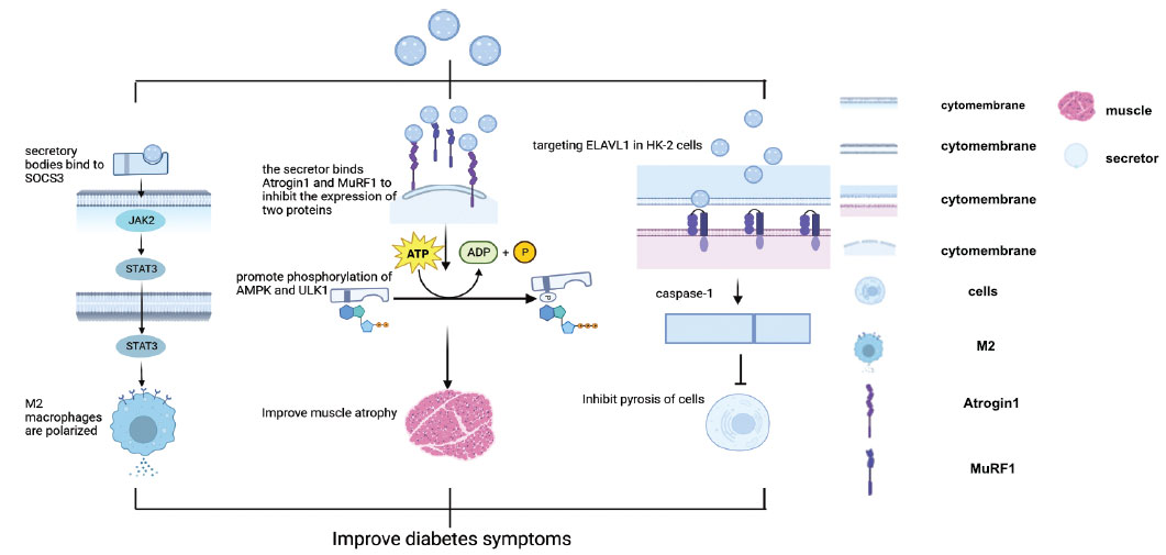 圖(2)：干細(xì)胞衍生的分泌體。