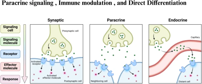 圖3：干細胞治療眼科疾病的旁分泌信號、免疫調(diào)節(jié)和直接分化等機制