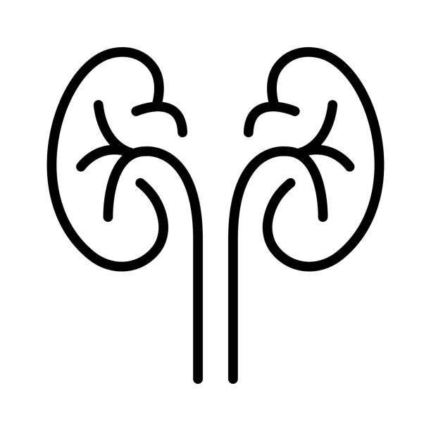 從早期到終末期：干細(xì)胞治療腎病的全階段適用性解答