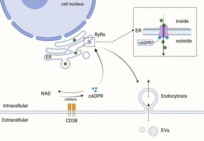 圖4：EV內(nèi)吞作用