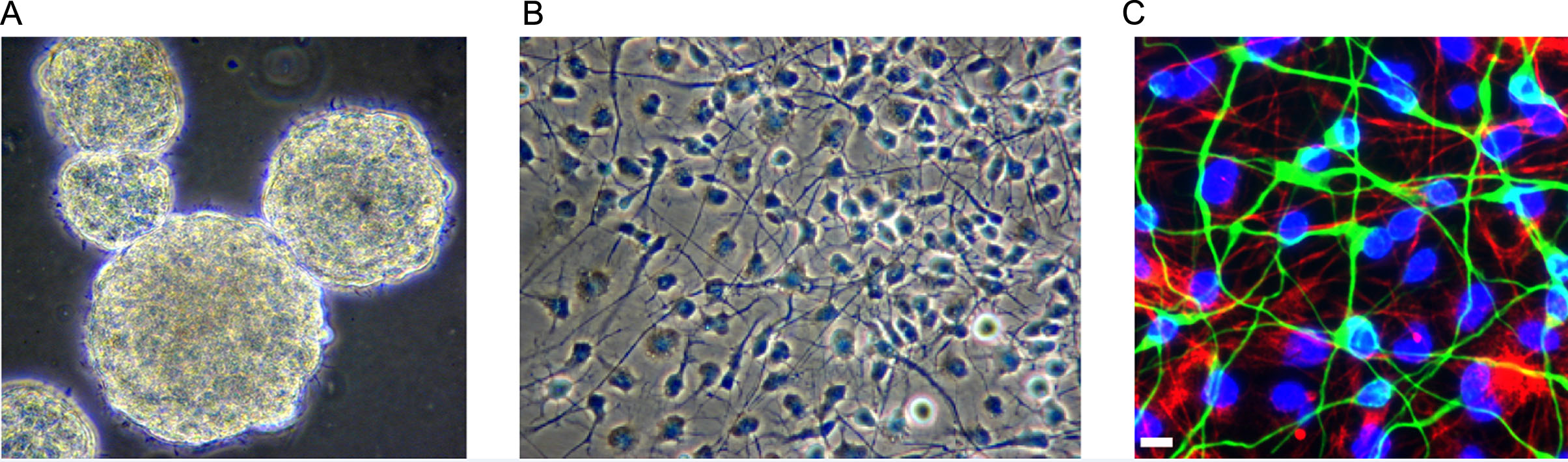 圖1：人類胎兒腦源性神經干細胞。