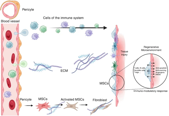 圖2：MSCs介導(dǎo)的組織修復(fù)過(guò)程。