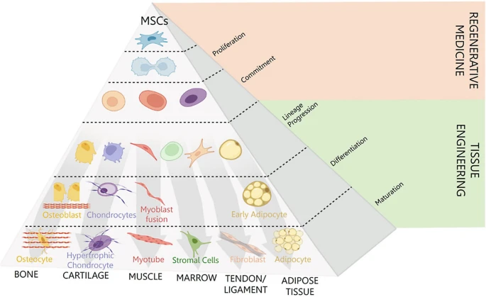 圖1：介生過(guò)程。Caplan等人于1994年提出了介生過(guò)程的典型假說(shuō)，并展示了在誘導(dǎo)性細(xì)胞培養(yǎng)條件下，向骨骼、軟骨、肌肉等組織分化的實(shí)質(zhì)性譜系通路。