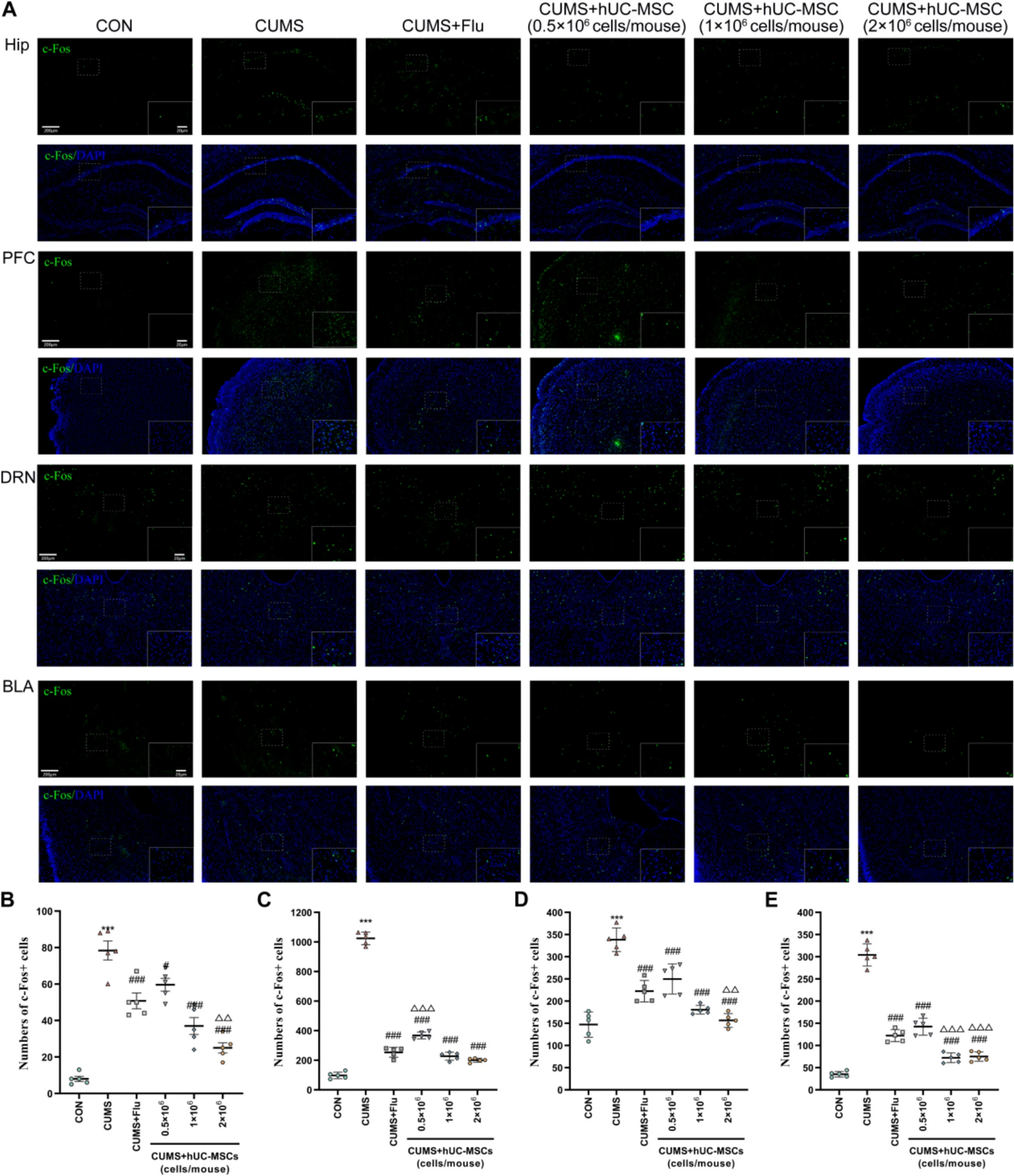 圖3：hUC-MSCs修復(fù)了CUMS小鼠的神經(jīng)元活動(dòng)異常。