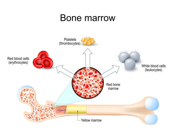 骨髓來源的單個(gè)核細(xì)胞