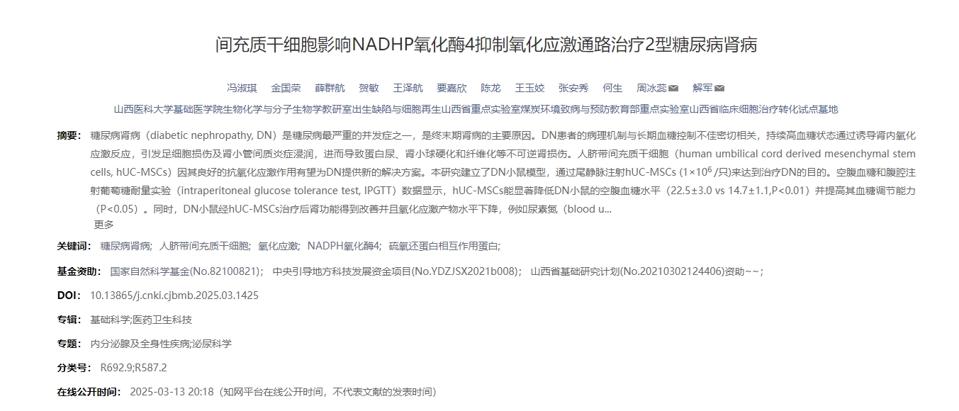 間充質干細胞影響NADHP氧化酶4抑制氧化應激通路治療2型糖尿病腎病