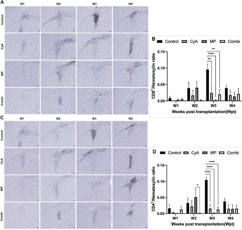 圖9：移植同種異體NSC的免疫抑制C57BL/6小鼠紋狀體中CD8+和CD4+T淋巴細胞的組織學分析。