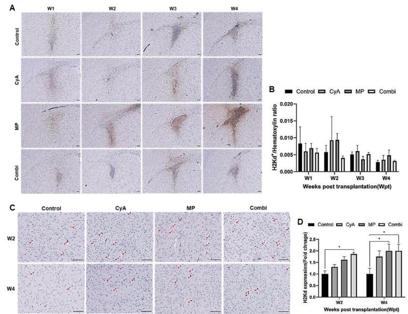圖10：ICR NSCs同種異體移植到紋狀體免疫抑制的C57BL/6小鼠腦內的存活情況。