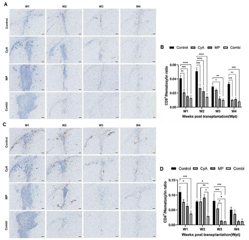 圖5：移植異種NSC的免疫抑制C57BL/6小鼠紋狀體中CD8+和CD4+T淋巴細胞的組織學分析。