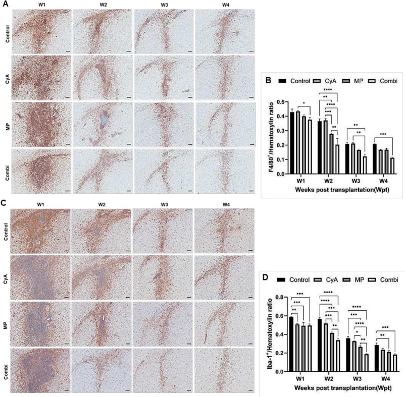 圖4：移植異種NSC的免疫抑制C57BL/6小鼠紋狀體中的小膠質細胞/巨噬細胞的組織學分析。