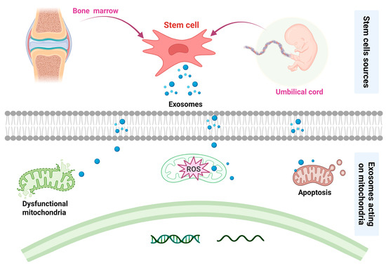 圖4：基于間充質干細胞治療骨關節炎的潛在機制。
