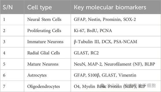 表2：下表總結了用于識別參與成人神經發生的細胞類型的關鍵分子生物標志物。