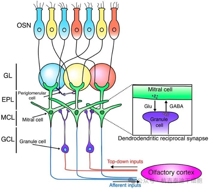 圖2：這是嗅球神經網絡的示意圖。