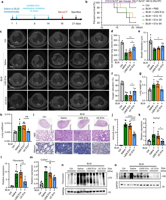 圖2：霧化 hUCMSC-EVs 治療小鼠損傷性肺纖維化的療效。