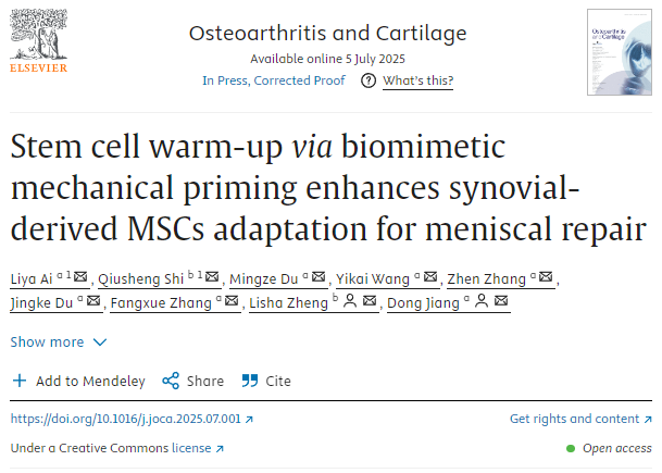 通過仿生機(jī)械啟動進(jìn)行干細(xì)胞預(yù)熱
可增強(qiáng)滑膜來源的MSCs對半月板修復(fù)的適應(yīng)性