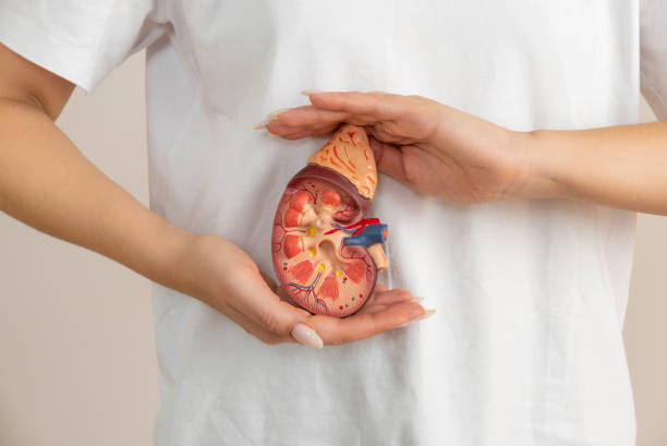 梅奧診所：干細(xì)胞療法使腎病患者擺脫終身服用免疫抑制藥物的困擾