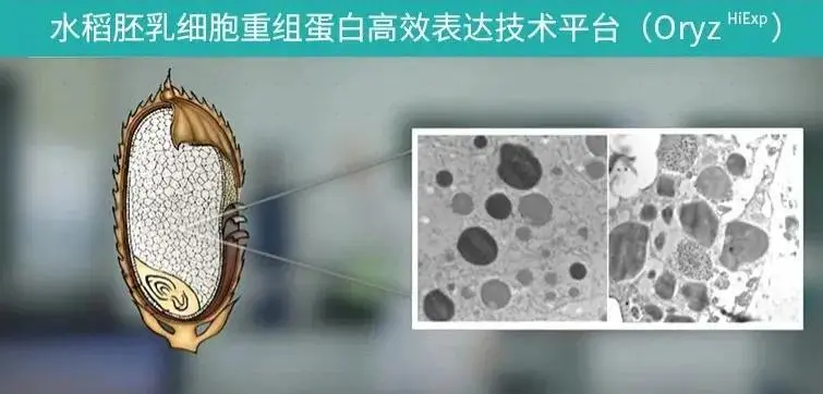 水稻胚乳細胞重組蛋白高效表達技術平臺