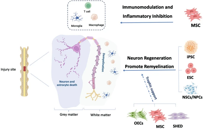圖2：脊髓損傷細(xì)胞治療的細(xì)胞靶點(diǎn)和潛在機(jī)制。