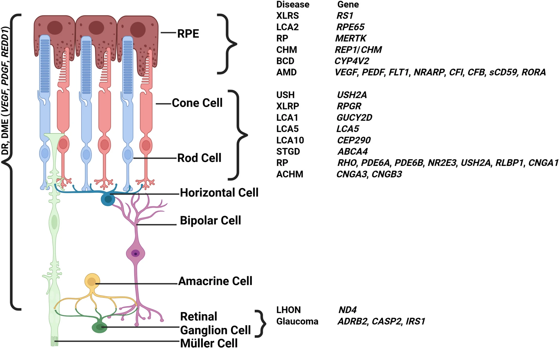 圖3：視網(wǎng)膜退行性疾病及相關(guān)基因示意圖。