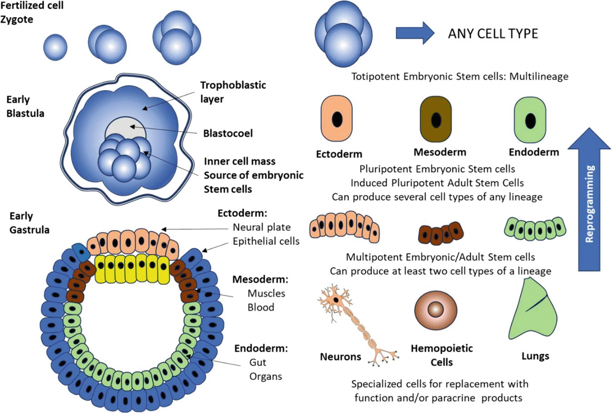 圖1：胚胎的早期發育和干細胞的類型