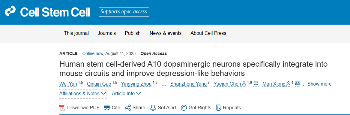 靶向修復大腦：移植人類干細胞衍生的A10神經元，為治療抑郁癥提供新策略
