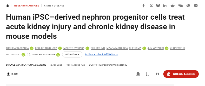 人類iPSC衍生的腎元祖細胞在小鼠模型中治療急性腎損傷和慢性腎病 人類iPSC衍生的腎元祖細胞在小鼠模型中治療急性腎損傷和慢性腎病