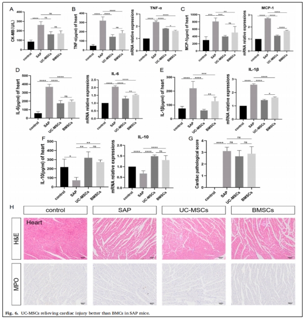 圖6：UC-MSCs對SAP小鼠心臟損傷的緩解作用優于BMCs。