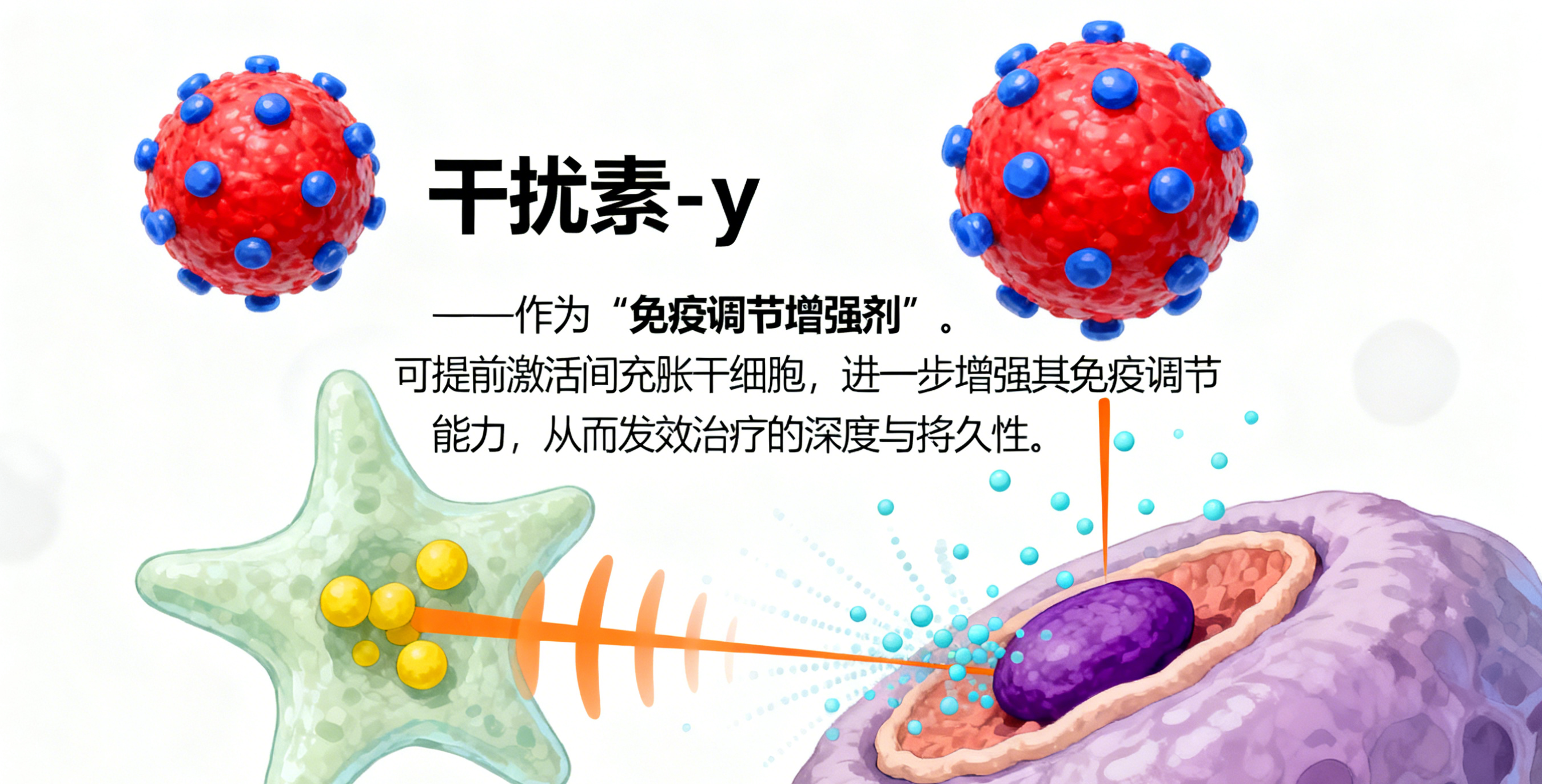 干擾素-γ作為"免疫調節增強劑"，可提前激活間充質干細胞，進一步增強其免疫調節能力，從而提升治療的深度與持久性