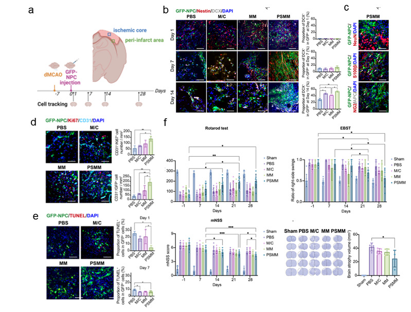 負載NPCs的PSMM-基質(zhì)復(fù)合支架促進大鼠卒中后損傷修復(fù) 負載NPCs的PSMM-基質(zhì)復(fù)合支架促進大鼠卒中后損傷修復(fù)