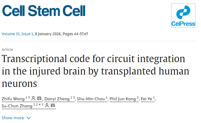 《Cell Stem Cell》新解：修復中風腦損傷，干細胞“內在導航”比數量更重要
