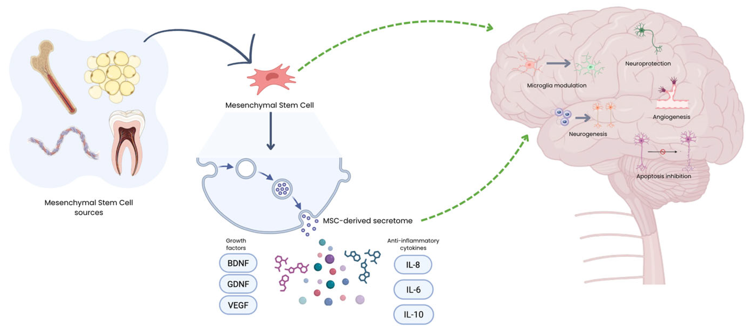 圖1:MSC來(lái)源及其在神經(jīng)退行性疾病中的治療機(jī)制示意圖。給藥后,MSC主要通過(guò)釋放生物活性分泌組發(fā)揮作用,該分泌組由細(xì)胞外囊泡、生長(zhǎng)因子和免疫調(diào)節(jié)細(xì)胞因子組成。 圖1:MSC來(lái)源及其在神經(jīng)退行性疾病中的治療機(jī)制示意圖。給藥后,MSC主要通過(guò)釋放生物活性分泌組發(fā)揮作用,該分泌組由細(xì)胞外囊泡、生長(zhǎng)因子和免疫調(diào)節(jié)細(xì)胞因子組成。